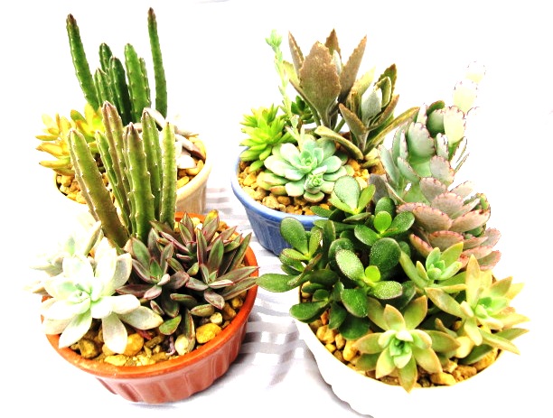 6" Cactus Succulent Garden